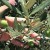Foliar nutrient interventions in the olive tree depending on what we want to achieve